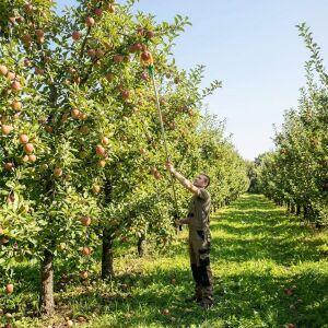electroon Çok Fonksiyonlu 1.5Metre Yüksek Dal Meyve Toplama Aleti